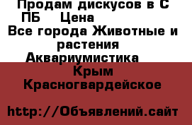 Продам дискусов в С-ПБ. › Цена ­ 3500-4500 - Все города Животные и растения » Аквариумистика   . Крым,Красногвардейское